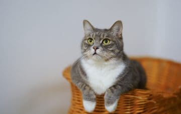 Cat - the perfect pet for a single person?