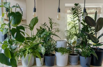 5 plants to grow at home
