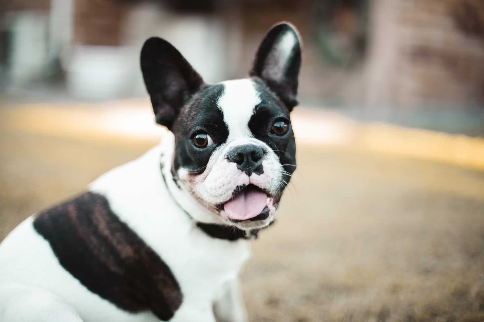 A comprehensive guide to why French Bulldogs make the best pets