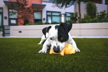 How to store dog toys?
