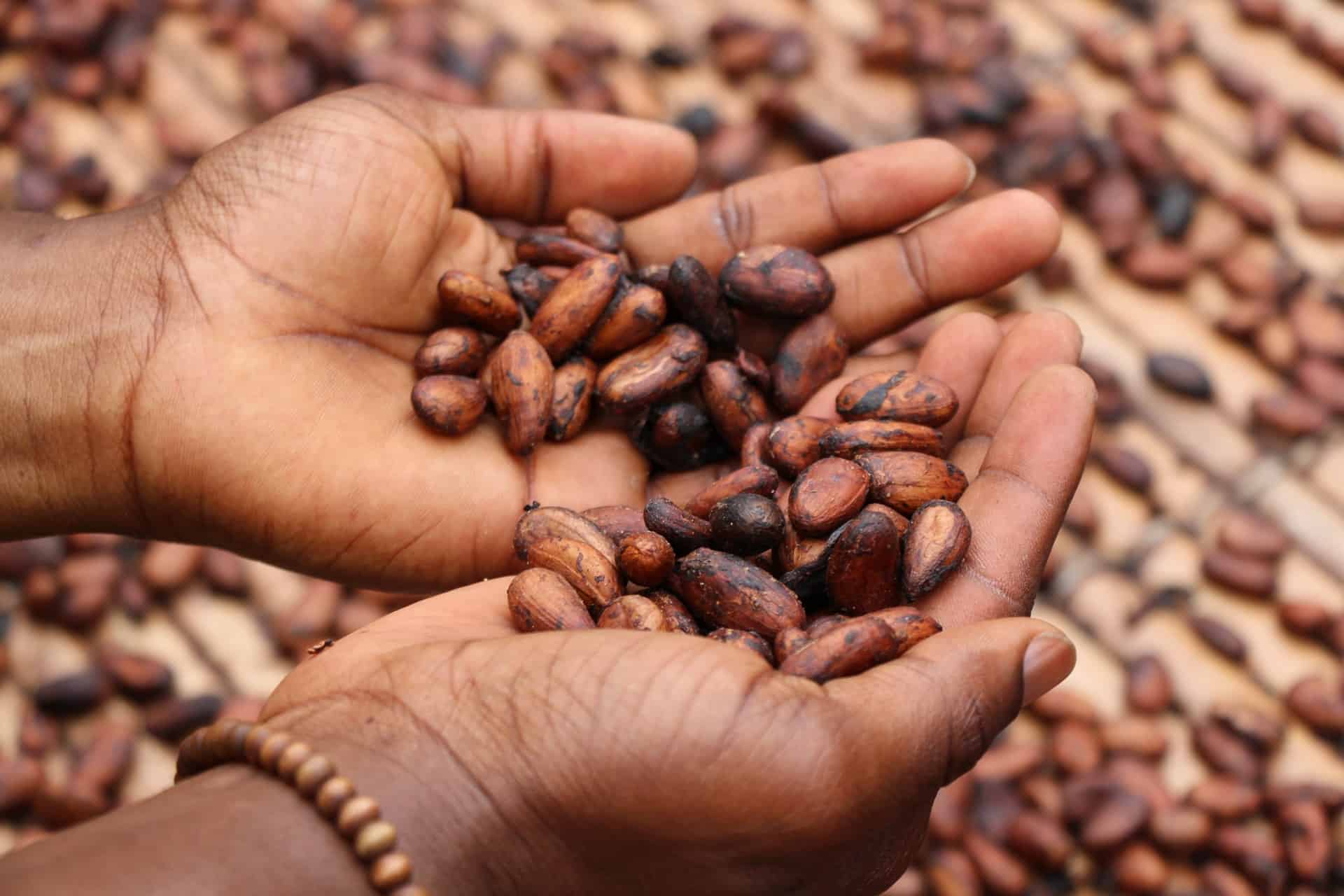 Indulge in Plus Cacao, the Sinfully Good Superfood