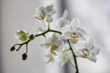 Same Day Orchid Delivery in Toronto - Get Yours Today!