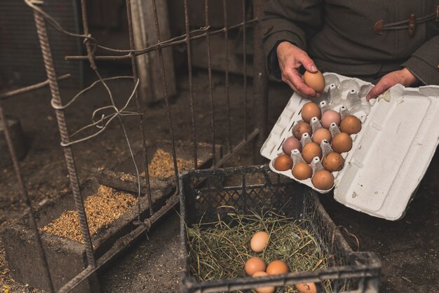 Exploring advancements in breeding techniques for enhanced egg production in cage-free systems